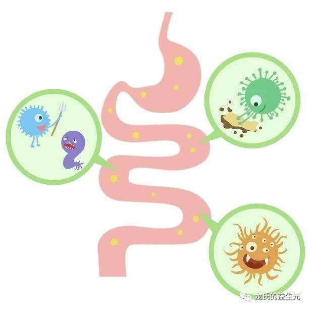 坤宇实业开课了快来看看肠道菌群可能影响我们那些(图1)